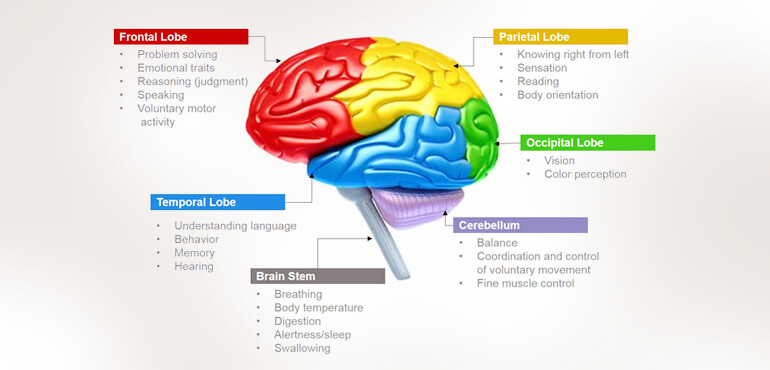 human-brain-functions